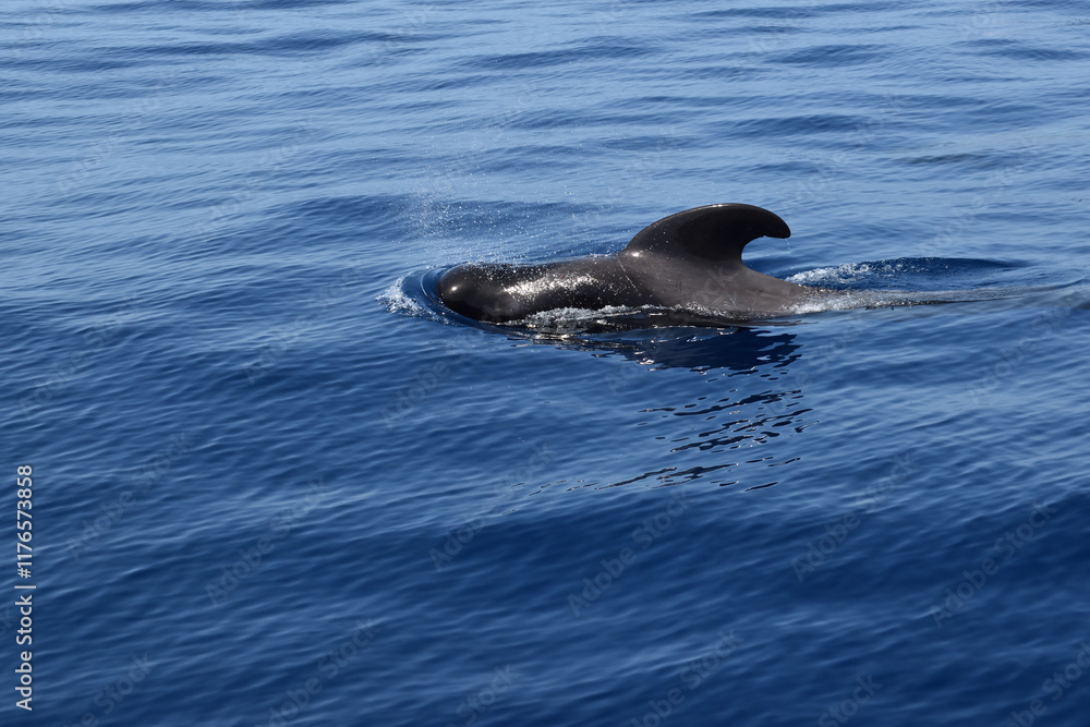 Obraz premium Pilot Whales in the Atlantic Ocean, Tenerife, Canary Islands