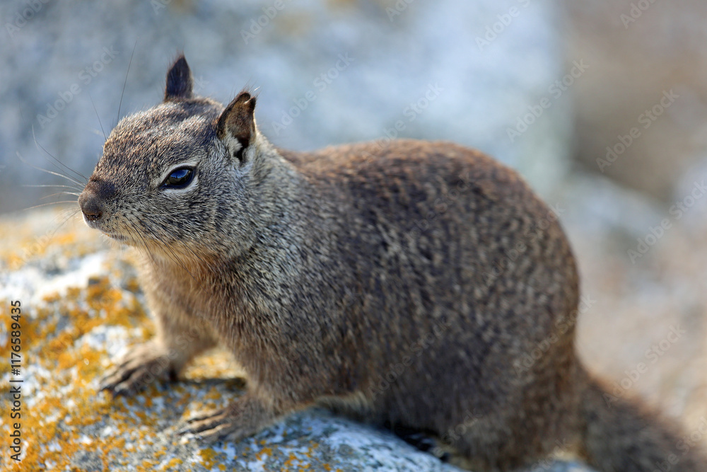 Obraz premium Ground squirrel - California