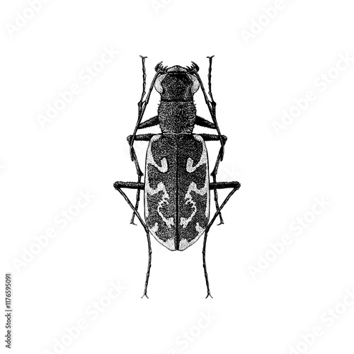 Tiger Beetle hand drawing vector isolated on background.