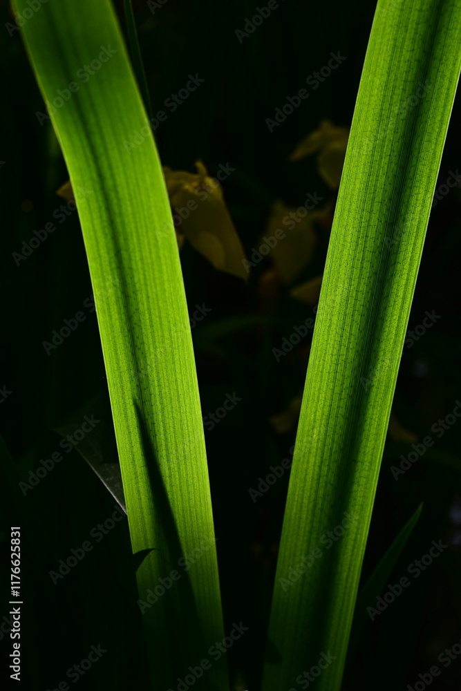 Obraz premium 어두운 배경 나뭇잎