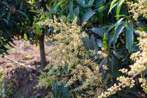 The mango bouquet or mango flower is blooming full on the mango trees in the garden photo