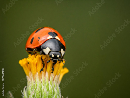 A vibrant red ladybug with black spots rests on a delicate yellow flower, a tiny insect enjoying the warm summer sun