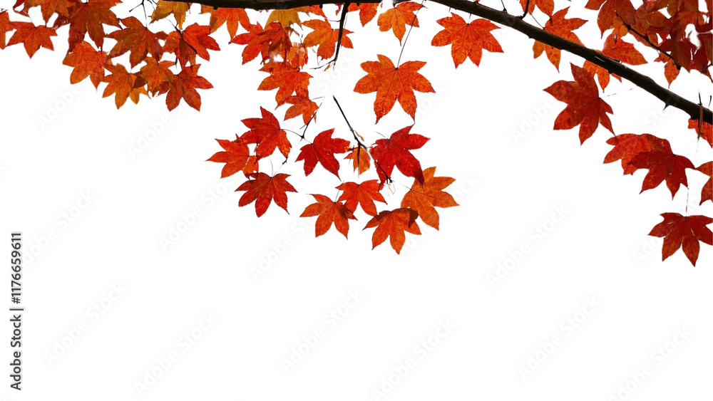 Collection of Maple tree branches in autumn on corner border PNG... Collection of Maple tree branches in autumn on corner border PNG...