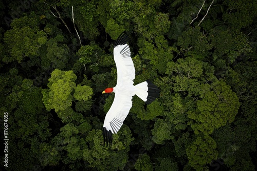 A dazzling image of a king vulture soaring gracefully over the rainforest canopy photo