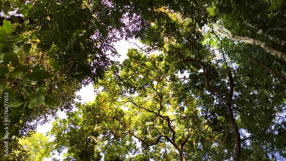 Looking up tree branches , in the morning Chiangmai Thailand. Looking up tree branches , in the morning Chiangmai Thailand.