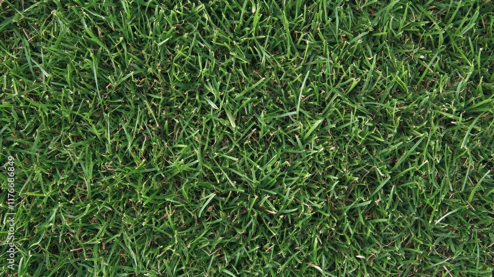 A close-up view of lush green grass, showcasing its vibrant texture and color. A close-up view of lush green grass, showcasing its vibrant texture and color.