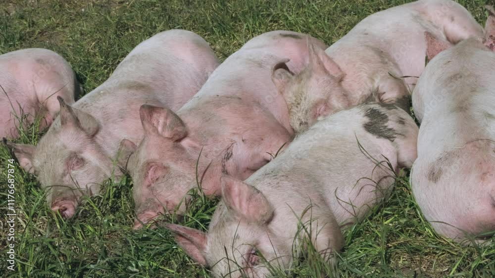 Several pigs rest/sleep in grass. Ambury Farm, Auckland, New Zealand Several pigs rest/sleep in grass. Ambury Farm, Auckland, New Zealand