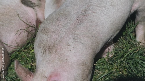 Wallpaper Mural Pigs and chicks in grassy field. Ambury Farm, Auckland, New Zealand Torontodigital.ca