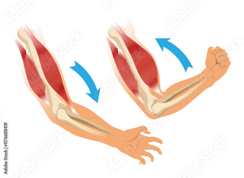 Obraz na płótnie Arm muscle biceps with skeleton. Muscle tension of human hand on white background. Bones and joints in male silhouette. Medical vector illustration of hand for clinic or hospital w salonie