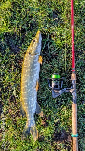 Obraz na płótnie Fish pike caught on lure and fishing rod in Corrib river at Galway, Ireland, fishing, angling, spinning, sport, catch and release, animals and wildlife w salonie