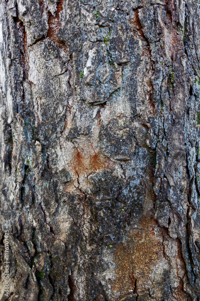 Obraz premium Mahogany Tree Bark Textures