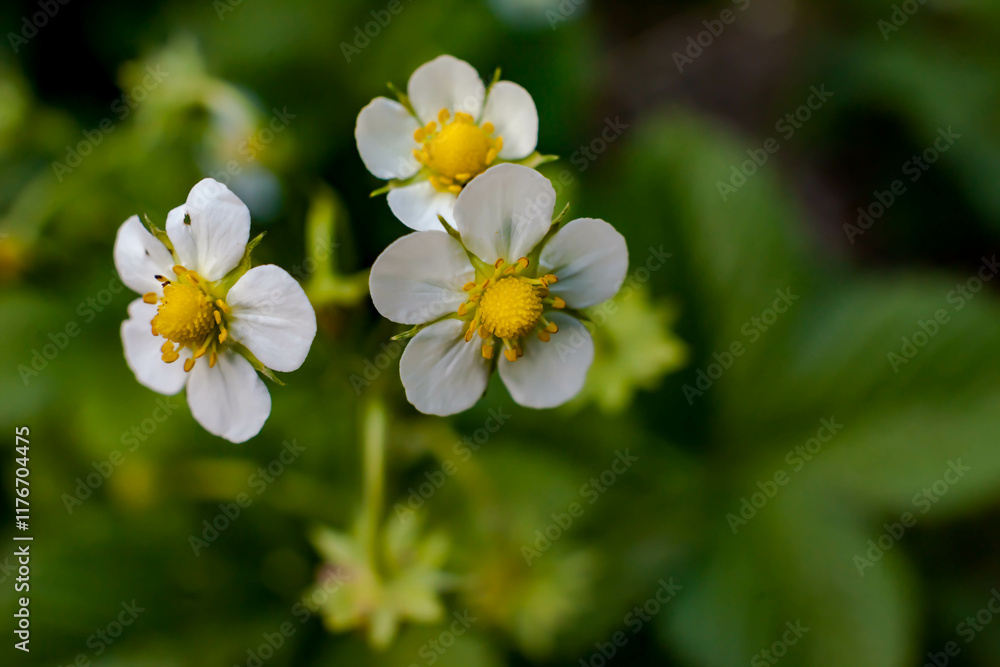 Strawberry flowers close-up on a green background in spring Strawberry flowers close-up on a green background in spring