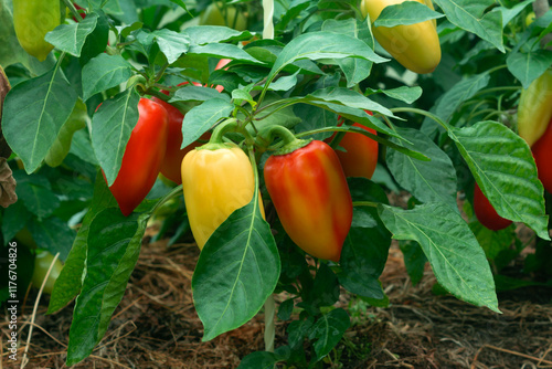 Sweet pepper bushes in a greenhouse