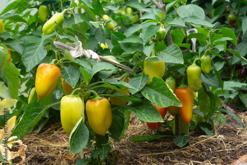 Sweet pepper bushes in a greenhouse