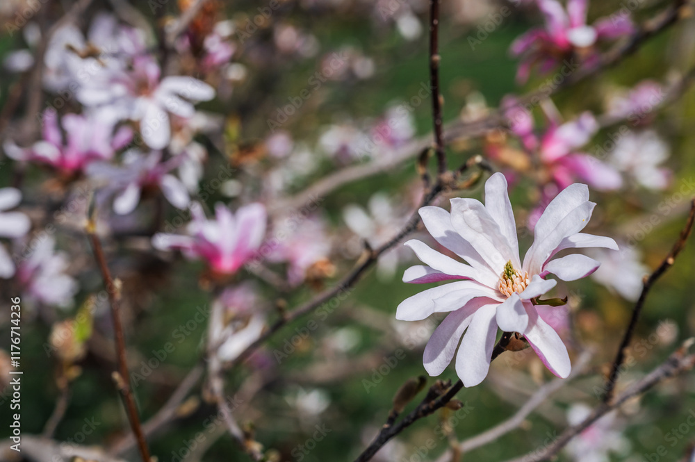 Obraz premium Magnolia flowers with pink petals blooming in spring garden