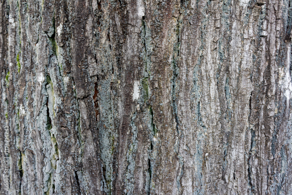 Mahogany Tree Bark Textures Mahogany Tree Bark Textures