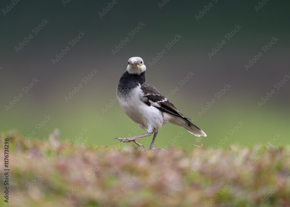 Naklejka premium A Black-collared Starling bird in the grass looking towards the camera. Portrait with blurred background.