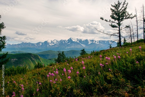 pink flowers on a mountainside in Altai in summer against the background of the Chuisky range