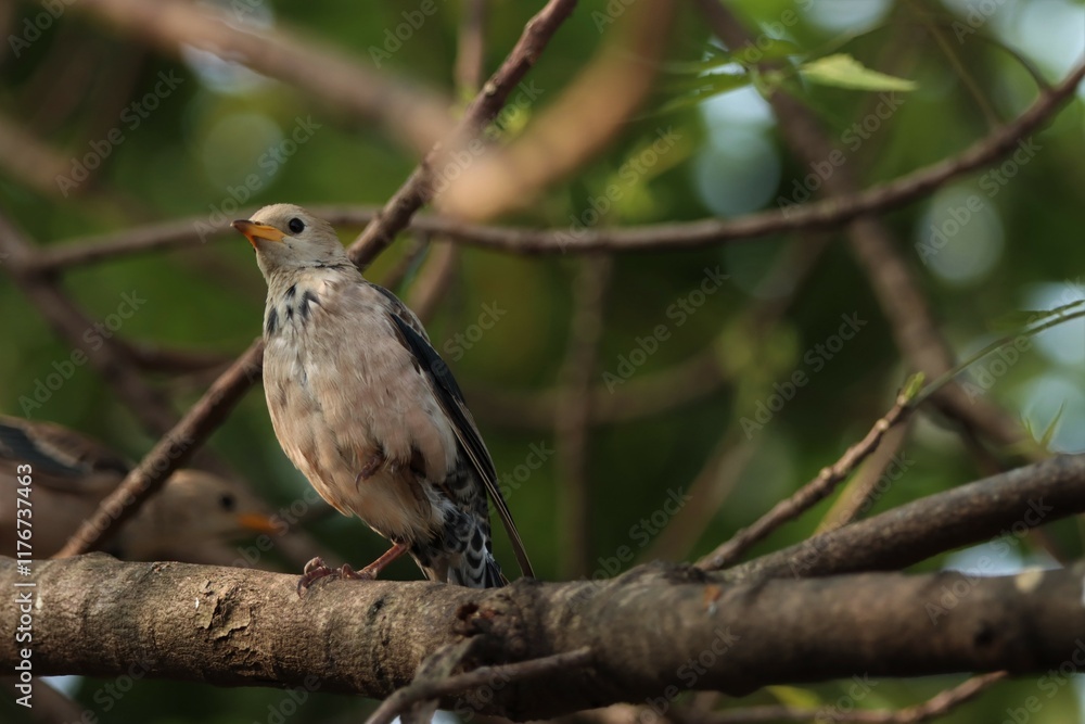 Rosy starling standing on the branch. Bird background. Rosy starling standing on the branch. Bird background.