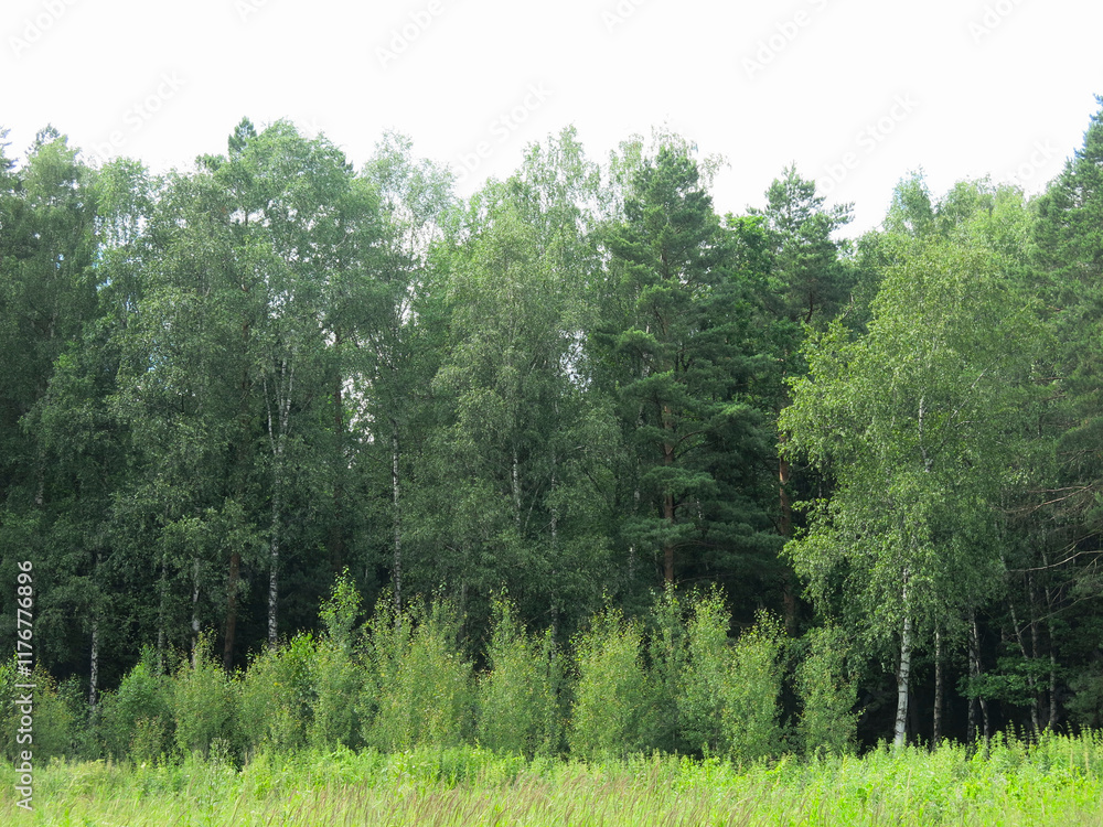 view of the summer russian forest