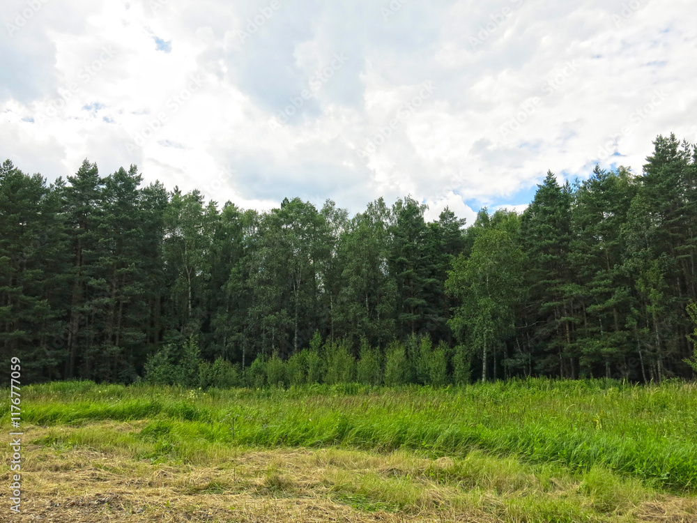 view of the summer russian forest view of the summer russian forest