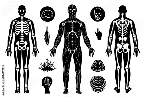 Human Anatomy Vector Illustration with Skeleton, Muscles, and Organs