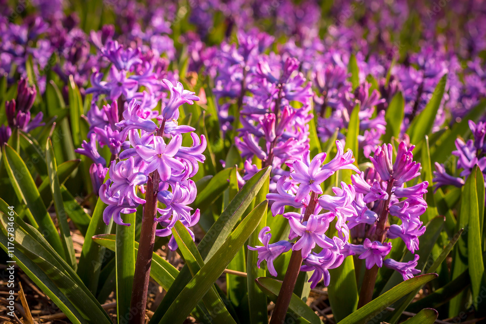 Obraz premium Large flower bed with lilac hyacinths