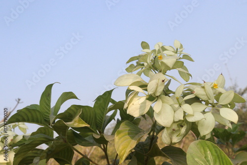 Mussaenda pubescens flower plant on farm photo