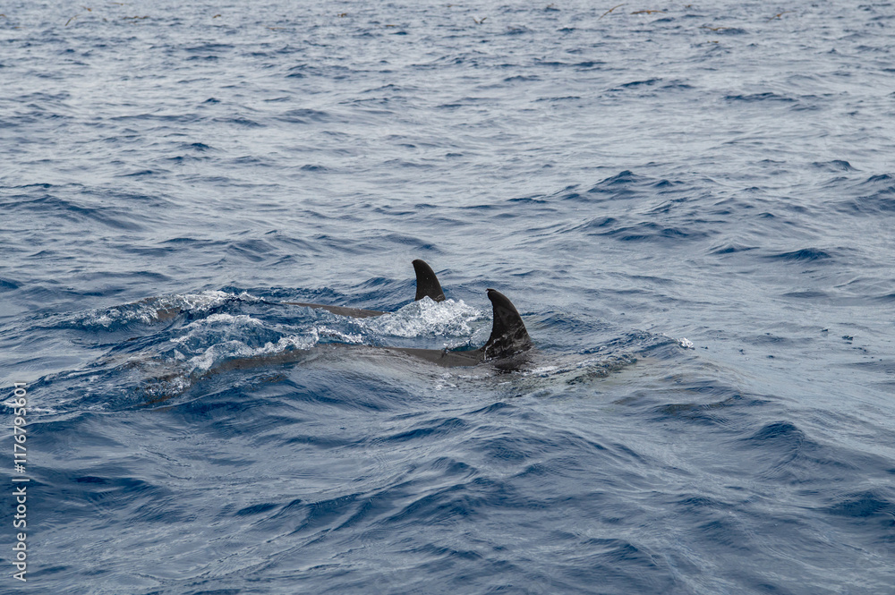 Fototapeta premium Pair of Wild dolphins swimming at the surface of the Atlantic ocean near São Miguel Island, Azores, Portugal. Short beaked common dolphins (Delphinus delphis). Dolphin in wildlife.