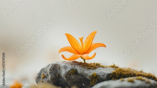 A single orange flower sitting on top of a rock photo