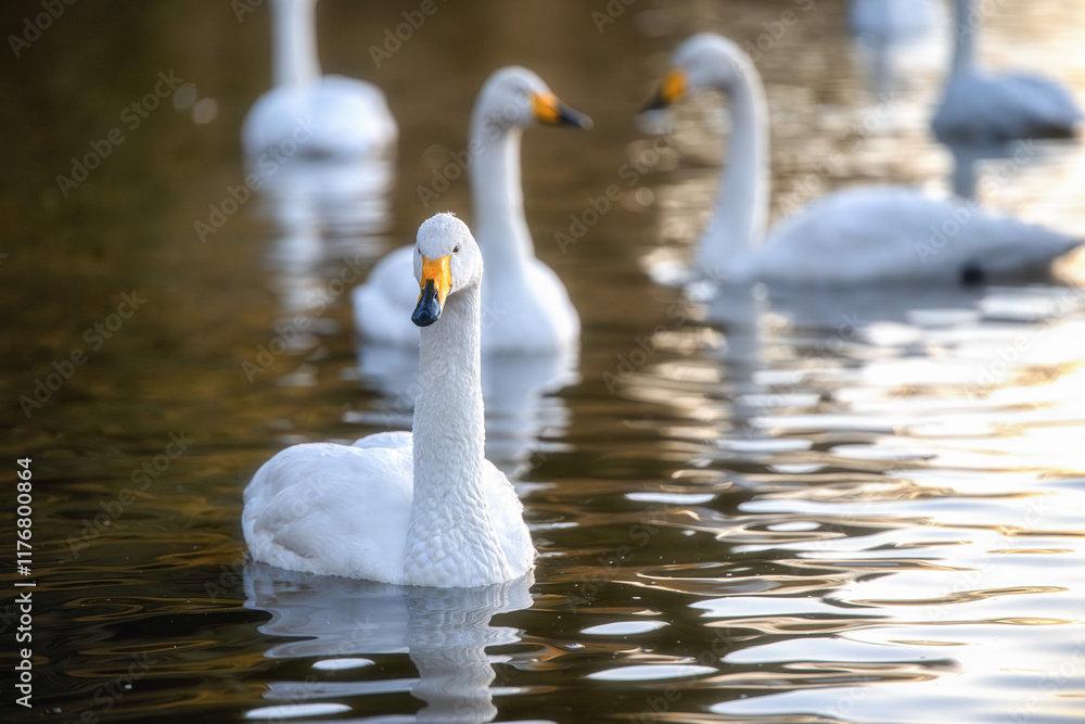 Obraz premium 茨城県那珂市 古徳沼の白鳥 