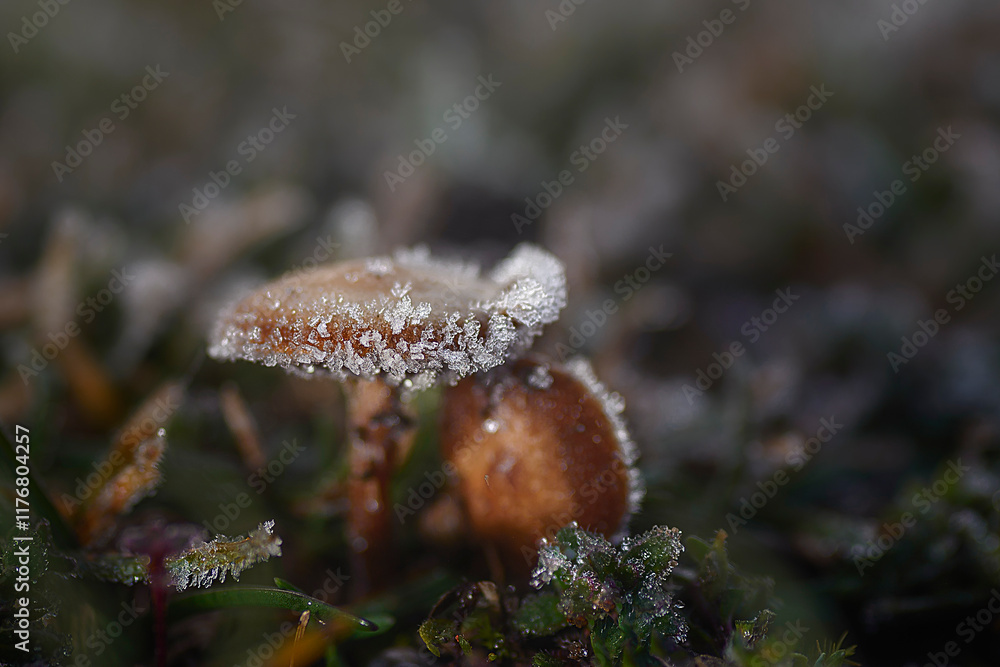 Small mushroom with ice crystals in the hat growing in a field on a cold winter morning in the province of Burgos Small mushroom with ice crystals in the hat growing in a field on a cold winter morning in the province of Burgos