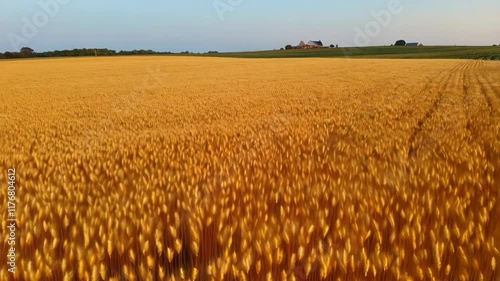 Golden wheat field swaying in the breeze under a clear sky photo