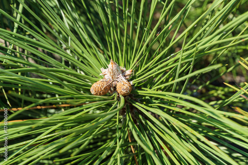 Very beautiful long green needles Crimean fluffy pine (Pinus pallasiana or Pinus Nigra Pallasiana) in Novorossiysk. Close-up photo