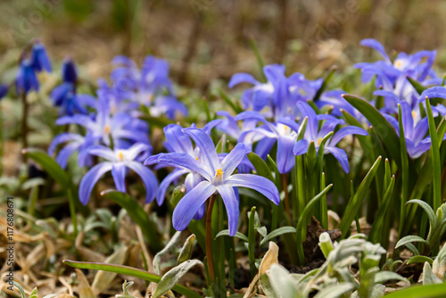 primroses hionodoksa. General view of a flowering plant, close-up photo