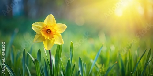 A vibrant daffodil blooms in the lush green grass, its trumpet-shaped flowers swaying gently in the spring breeze, blooming flowers, landscape