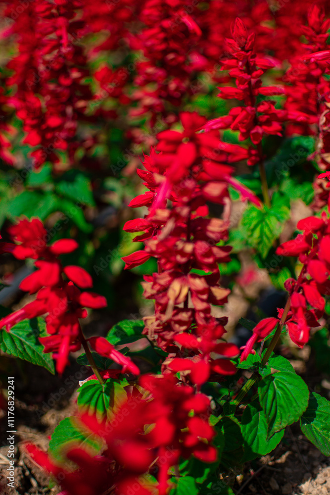 Amaranthus cruentus, red amaranth in garden. Amaranthus cruentus, red amaranth in garden.