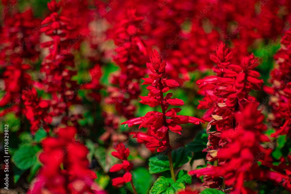 Amaranthus cruentus, red amaranth in garden. Amaranthus cruentus, red amaranth in garden.