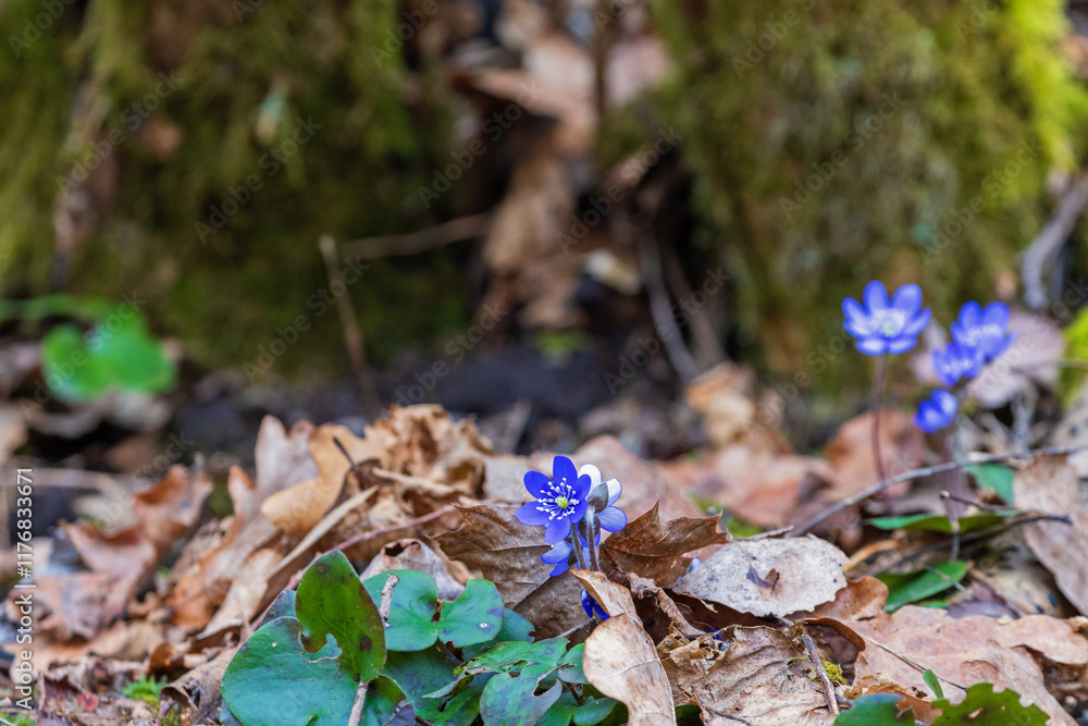Hepatica flowers in bloom at early spring Hepatica flowers in bloom at early spring