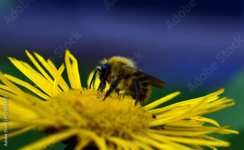 Junge Biene auf einer gelben Sonnenbraut photo