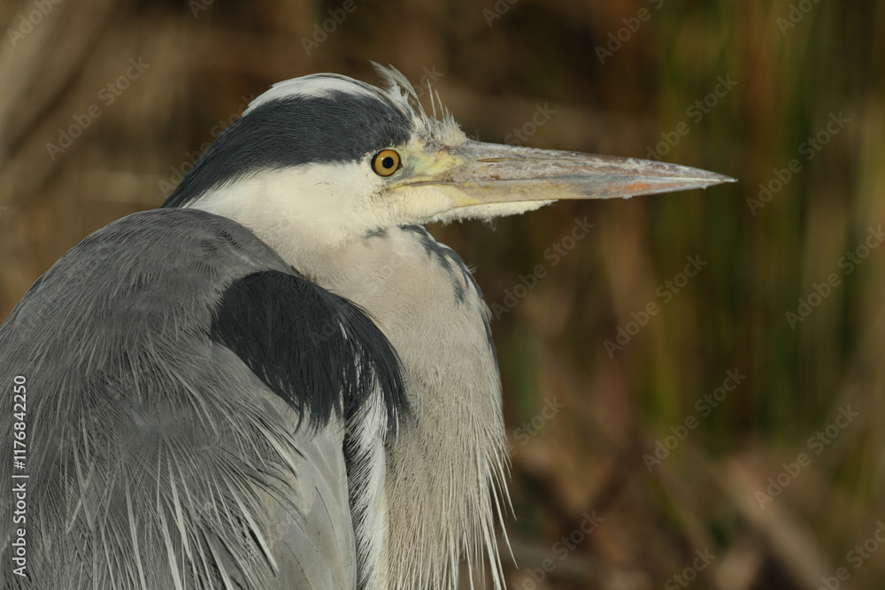 A head shot of a Grey Heron (Ardea cinerea) hunting for food at the edge of a pond. A head shot of a Grey Heron (Ardea cinerea) hunting for food at the edge of a pond.
