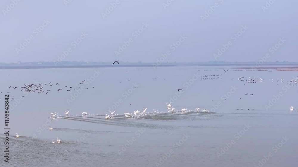 Wild geese start from the lake and fly into the sky | Wild geese flying in the sky Wild geese start from the lake and fly into the sky | Wild geese flying in the sky