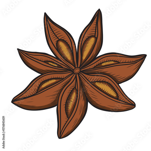 Star anise spice vector illustration. Colored hand drawn sketch style drawing of spicy plant. Retro image of aromatic seeds.