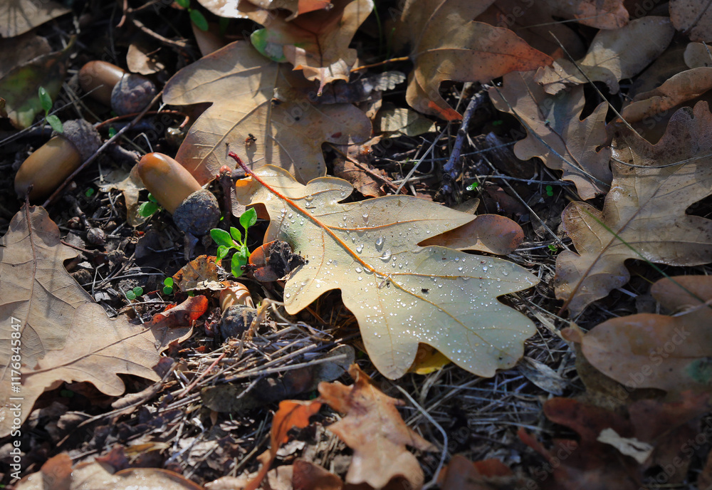 Fototapeta premium autumn oak leave with water drops