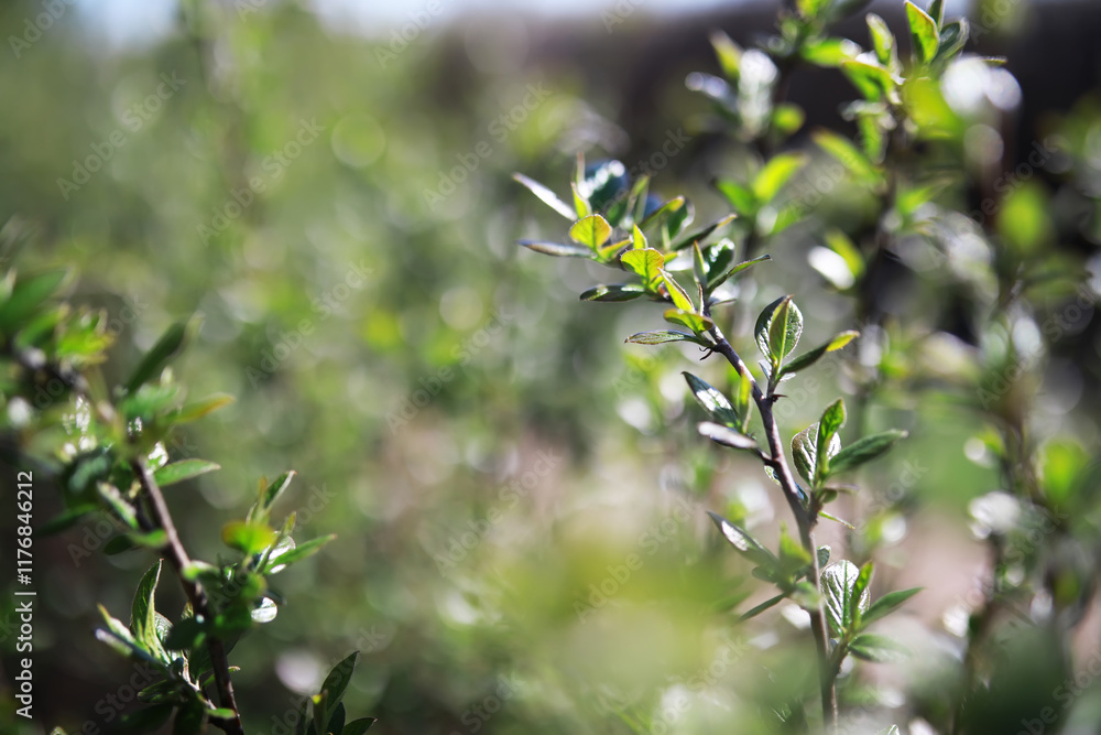 Fototapeta premium Close-up of Lush Green Foliage in Sunlit Garden
