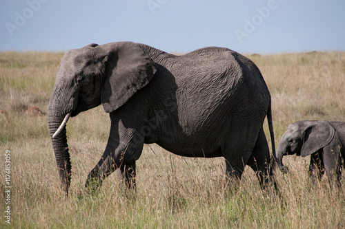 elephant in the savannah photo