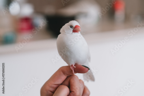 昼寝する手乗り白文鳥