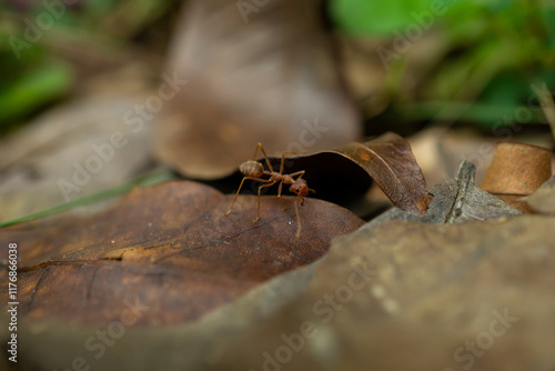 red ants on dry leaves looking for food photo