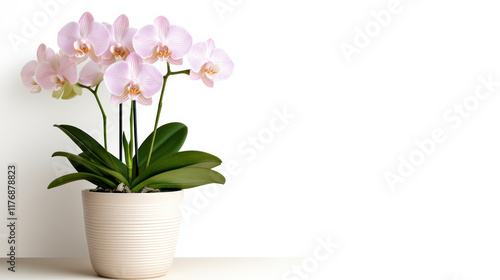 Wallpaper Mural Vibrant orchid flowers in decorative pot, adding elegance to any space Torontodigital.ca