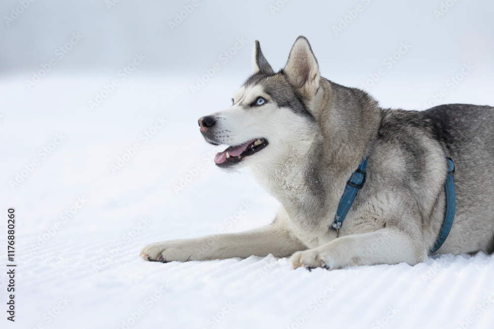 Purebred Husky dog portrait, lying down in snow and smiling Purebred Husky dog portrait, lying down in snow and smiling
